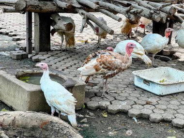 Yalağın etrafında duran bir grup hindinin fotoğrafı..