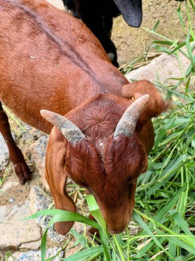 Siyah ineğin yanında boynuzları olan kahverengi bir ineğin fotoğrafı..