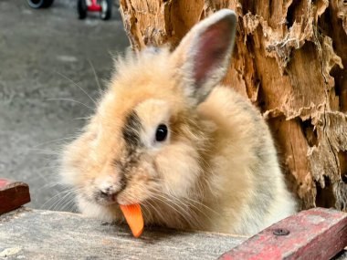 a photography of a rabbit eating a carrot on a wooden table. clipart