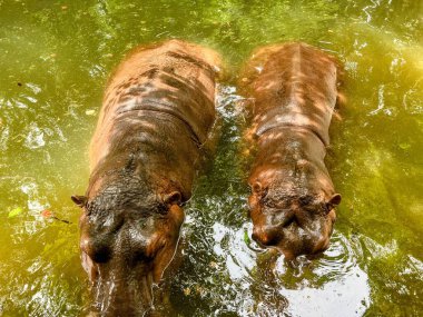 Sudaki iki su aygırının başları suyun üstünde çekilmiş bir fotoğrafı..