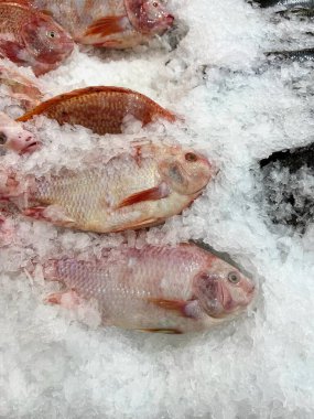 Buzun üzerinde oturan bir grup balığın fotoğrafı..