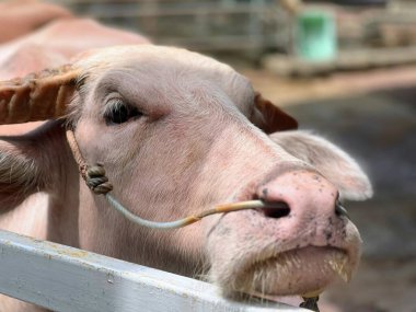 Ağzında sopayla bir ineğin fotoğrafı..