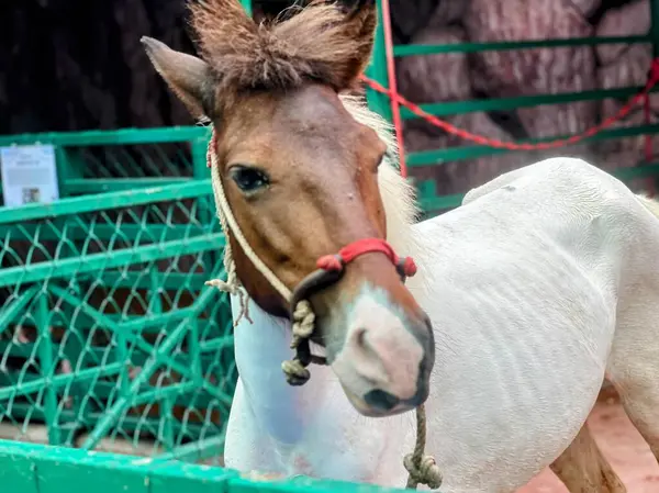 Stock image a photography of a horse with a red halter in a pen.