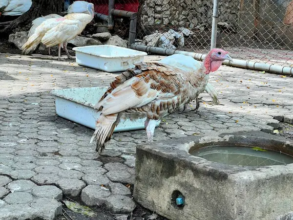 Kirli zeminde su yalağının yanında duran bir hindinin fotoğrafı..