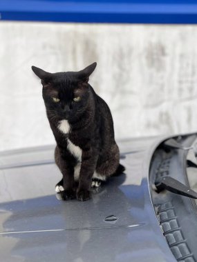 Bir arabanın üstünde oturan siyah bir kedinin fotoğrafı..