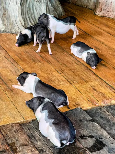 stock image a photography of a group of small black and white pigs laying on a wooden floor.