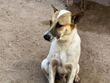 Toprakta yerde oturan bir köpeğin fotoğrafı..