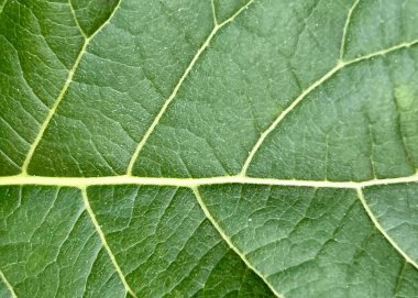 Sarı çizgili bir yaprağın yakın plan fotoğrafı..