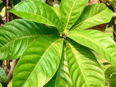 Kahverengi ve beyaz bir kediyle yeşil yapraklı bir bitkinin fotoğrafı..