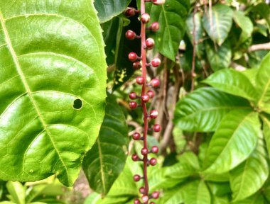 Kırmızı böğürtlenli bir bitkinin fotoğrafı..