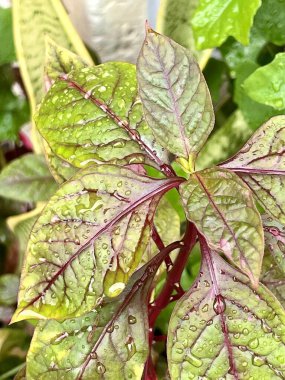 Üzerinde su damlacıkları olan bir bitkinin fotoğrafı..