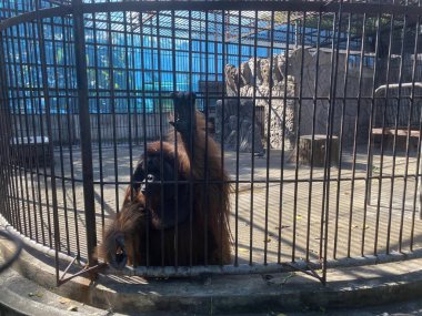 Kafeste zincirli bir ayının fotoğrafı..