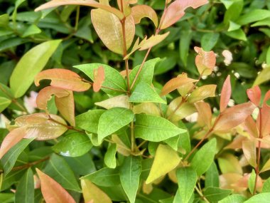 Yeşil yapraklı ve kırmızı yapraklı bir çalılığın fotoğrafı..