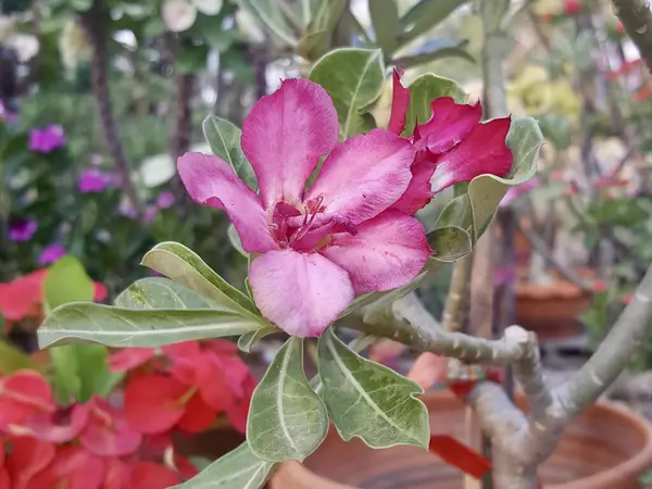 stock image a photography of a pink flower with green leaves in a garden.