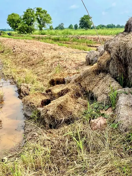 stock image a photography of a pile of hay sitting in a field.