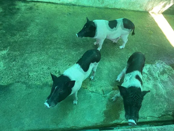 stock image a photography of three small black and white pigs standing on a cement surface.