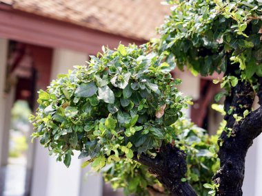 Arka planda evi olan bir bonsai ağacının fotoğrafı..