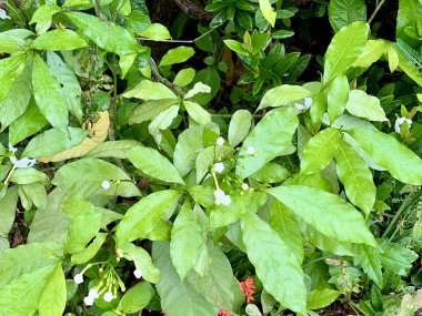 Beyaz çiçekli ve yeşil yapraklı bir bitkinin fotoğrafı..