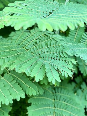 Yeşil yapraklı bir bitkinin yakın plan fotoğrafı..