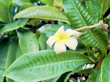 Arka planda yeşil yapraklı bir çiçeğin fotoğrafı..