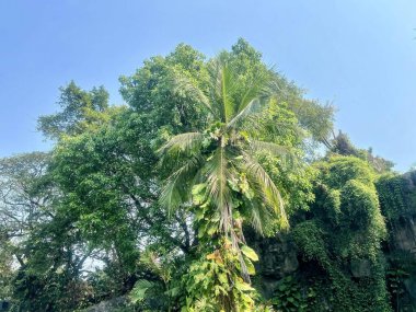 Bir kayanın önündeki palmiye ağacının fotoğrafı..