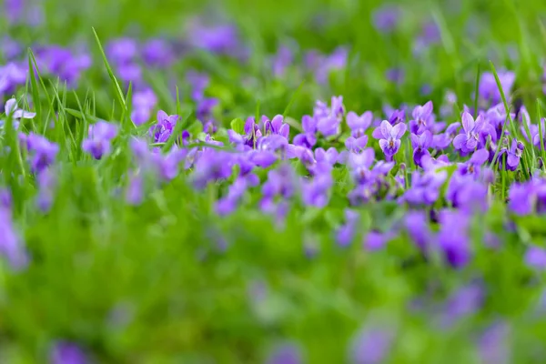 Flower bed with Common violets (Viola Odorata) flowers in bloom, traditional easter flowers, flower background, easter spring background. Close up macro photo, selective focus. Ideal for greeting festive postcard.