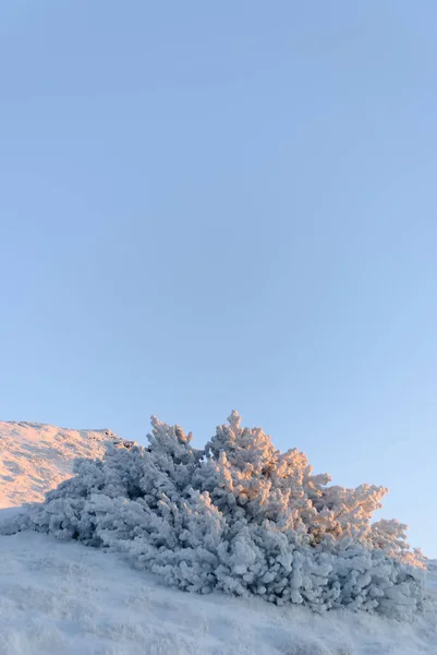 Mountain pine Pinus mugo or creeping pine covered in hoarfrost, standing lonely on a mountain slope in the winter landscape against the clear blue sky. Frozen winter scenery in the alps. Beauty world
