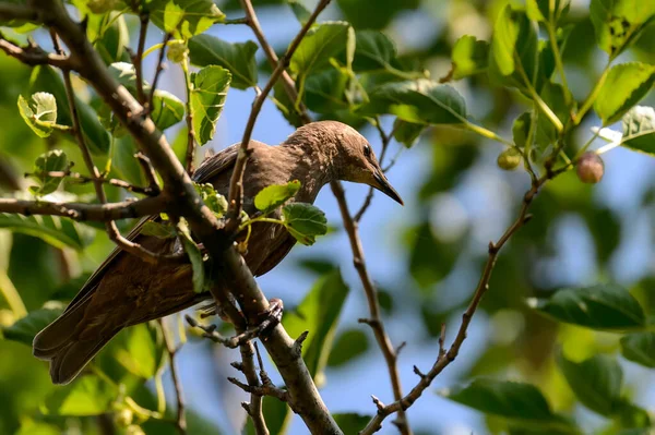The common nightingale or simply nightingale (Luscinia megarhynchos), also known as rufous nightingale, is a small passerine bird best known for its powerful and beautiful song. Bird sitting on tree