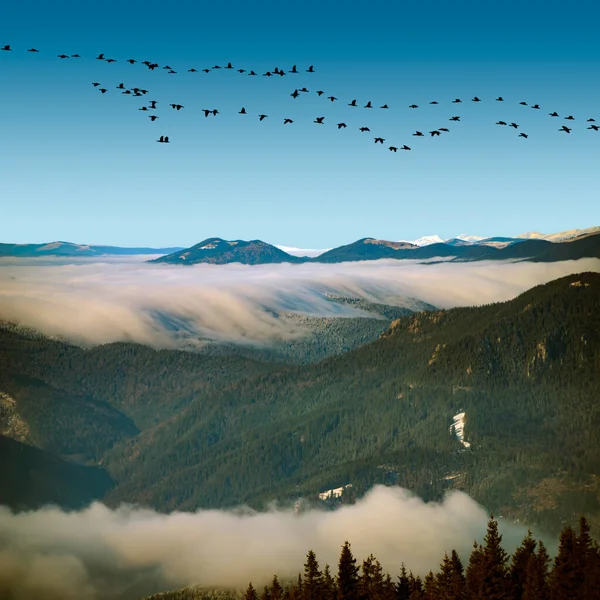 Birds flying over an epic ocean of clouds and fog in the autumn mountains landscape, aerial view. Huge white clouds come in waves over the foggy valleys, mountain peaks rise over like islands.