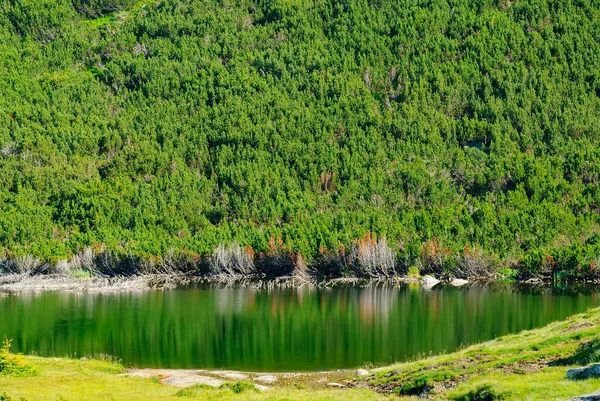The resilient Dwarf mountain pine (Pinus mugo) or bog creeping pine growing on a mountain slope near an mountain lake. Beautiful alpine scenery of natural environment. Pinus mugo is a shrubby conifer