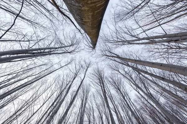 A wonderful view high into the treetops of a natural leafless beech forest (Fagus sylvatica) in early spring. View from ground level. Abstract composition with trees without leaves.