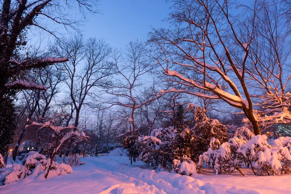 Winter scenery, frosty trees in a city park. Night winter landscape of the alley of city park. Snow covered city park, trees and bushes under a ball of snow. Heavy snowy winter urban park at dawn.