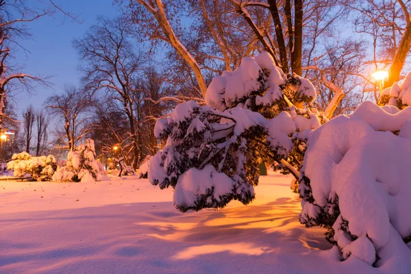 Winter scenery, frosty trees in a city park. Night winter landscape of the alley of city park. Snow covered city park, trees and bushes under a ball of snow. Heavy snowy winter urban park at dawn.