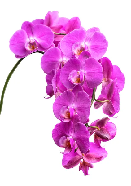 Ramo Uma Orquídea Lilás Florescente Isolado Sobre Fundo Branco — Fotografia de Stock