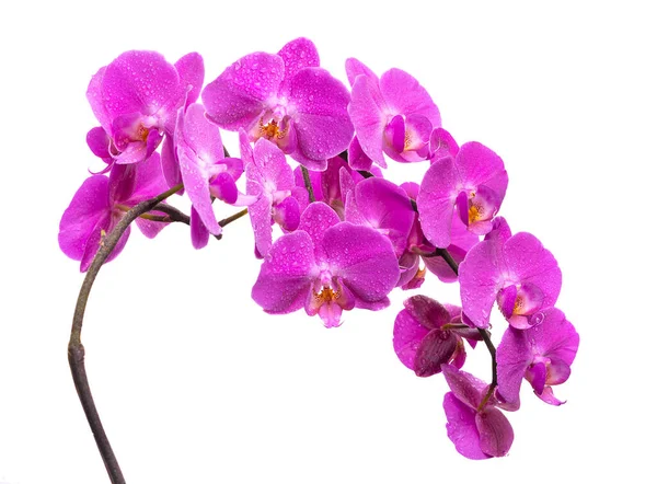 Ramo Uma Orquídea Lilás Florescente Com Gotas Orvalho Fundo Branco — Fotografia de Stock