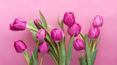 Pembe arka planda yeşil yapraklı pembe laleler.