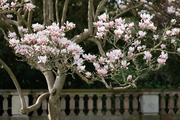 Цветущие Деревья Магнолии Старом Весеннем Парке — стоковое фото