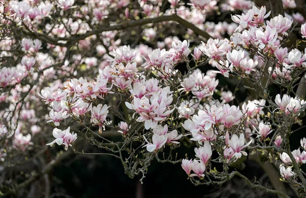 Blühender Magnolienbaum Alten Frühlingspark — Stockfoto