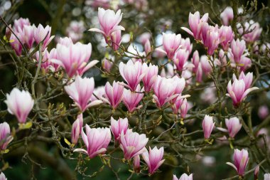 Eski bahar parkında çiçek açan manolya ağacı