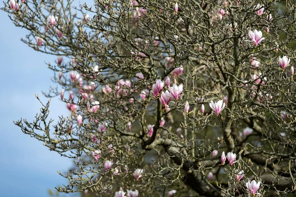 Цветущие Деревья Магнолии Старом Весеннем Парке — стоковое фото