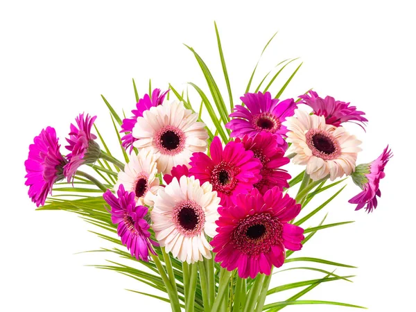 Multi-colored gerberas on legs and palm leaves. Isolate on white background