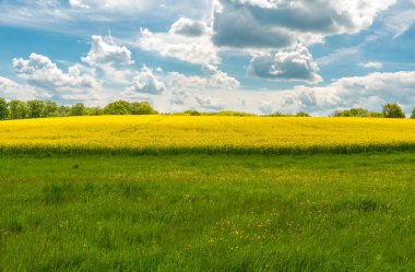 Çiçek açan kolza tohumu ve bulutlu gökyüzü manzarası