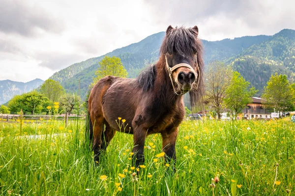 stock image Pony grazes in a meadow in an alpine village