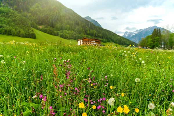 Blooming Alpine Meadow Backdrop Mountains — Stock Photo, Image