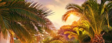 Günbatımı gökyüzünde palmiye yaprakları.
