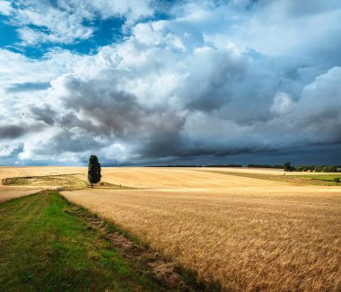 Fırtınadan ve buğday tarlasından önce bulutlu bir gökyüzü