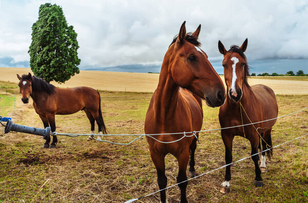 Bay horses graze in a meadow against a stormy sky
