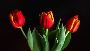 Bir buket kırmızı lale. Siyah arkaplanda izole et