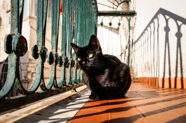 Eski evin balkonunda kara kedi