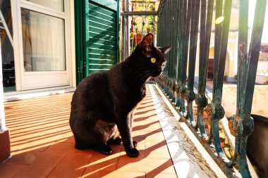 Eski evin balkonunda kara kedi